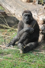 sitting gorilla