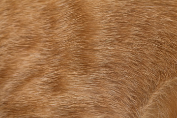 Close up of Cat fur texture, Yellow cat