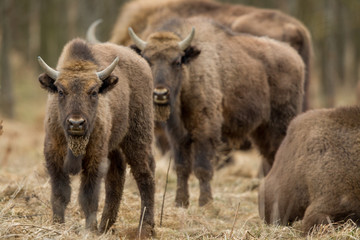 European bison - Bison bonasus in the Knyszyn Forest (Poland) © szczepank