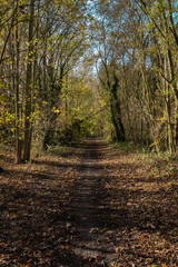 Fototapeta premium Tree covered walk way with autumn colours and fallen tree