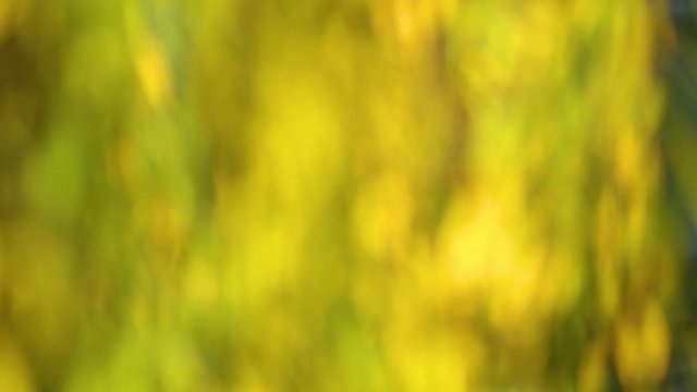 Colorful nature green and yellow sunny bokeh background. Real time full hd video footage.