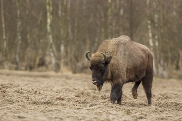 European bison - Bison bonasus in the Knyszyn Forest (Poland) © szczepank