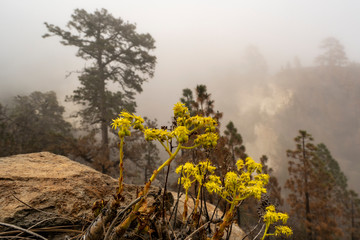 Views of Paisaje Lunar (Lunar Landscape)  and its burned canary pine forest in cluds, Tenerife, Canary Islands