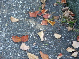 Herbstblätter auf Asphalt