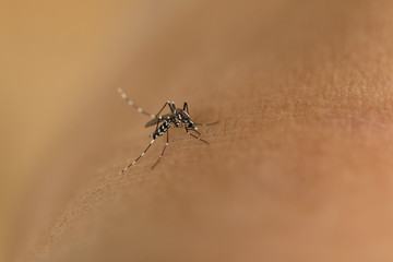 Tiger mosquito sucking blood on human skin