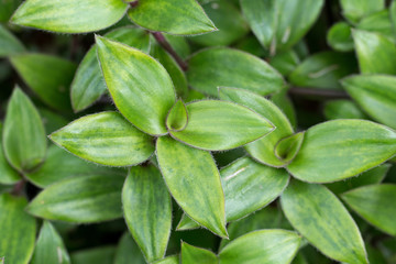 RIVER SPIDERWORT-SMALL LEAF SPIDERWORT in the garden