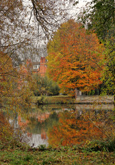 Obraz premium Autumn Woodland Colors