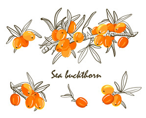 The sea buckthorn, color and sketch hand drawn graphics elements. Hand drawn color botanical sketch style.  Elements for menu, tea packaging, wrapping paper, cosmetics packaging, labels 