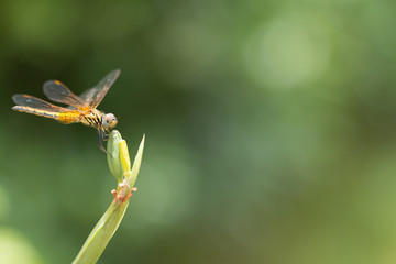 Close up of small beautiful dragonfly, They are the best mosquito killer in nature