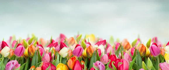 Fotobehang tulips in garden on blue sky background wide banner with copy space © neirfy