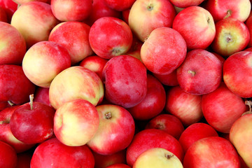 apples. apple harvest. fresh apples  from field. high quality apples