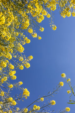 Yellow flowers under blue sky