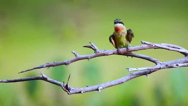 Blue-tailed bee-eater grooming and preening in Bundala national park, Sri Lanka - specie Merops philippinus family of Meropidae