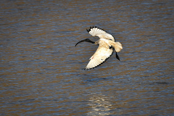 Ibis - African sacred ibis flying above lake