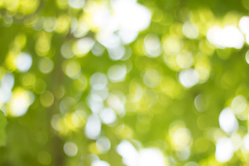 Green gradient blurred abstract background