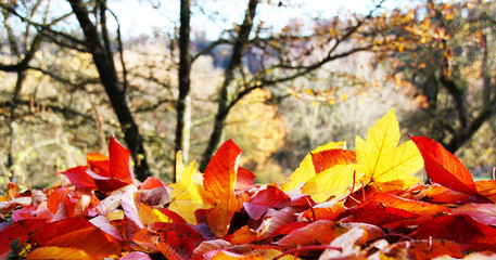 Goldener Herbststimmung und Farben
