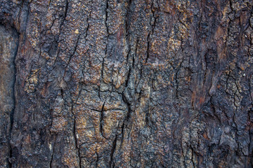 old dark bark of a tree with cracks. natural wood surface texture. rough surface