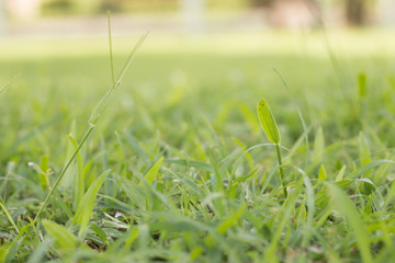 Soft focus green grass in garden