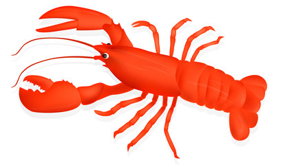 Red lobster with shadow and glare on white background. Vector Illustration