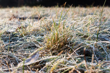 grass in the field