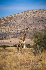 Obraz premium Giraffe walking in savannah