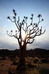 Quiver tree silhouette