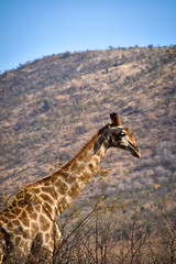 Giraffe walking in savannah