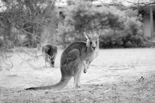 Kangoroo on playground Grampians National Park
