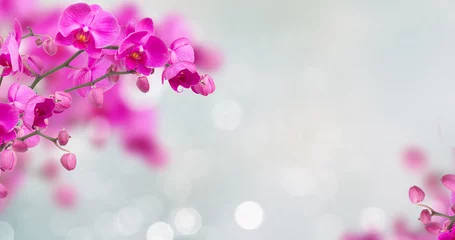 Gordijnen Purpere orchideebloemen met vlinders op intreepupil grijze banner als achtergrond met exemplaarruimte © neirfy