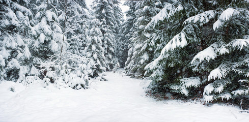 Fury snow falls in the winter fairy forest. Snowy trees in fabulous winter landscape.  Snowy firs in the winter forest in the mountains. Christmas background.