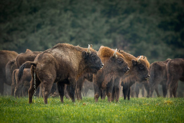 European bison - Bison bonasus in the Knyszyn Forest (Poland) © szczepank