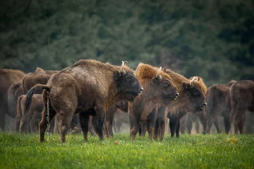 Foto op Canvas European bison - Bison bonasus in the Knyszyn Forest (Poland) © szczepank