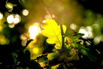 Obraz premium Oak leaf in back light