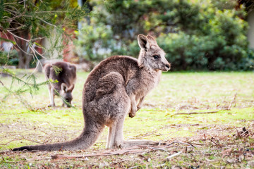 Kangoroo on playground Grampians National Park