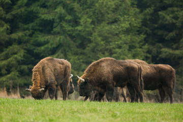 European bison - Bison bonasus in the Knyszyn Forest (Poland)