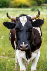 cute cow on pasture