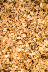 sawdust on a forest floor