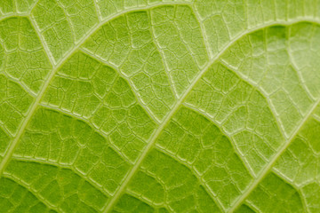 Soft focus of green leave texture background