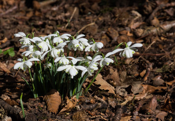Small group of common snowdrops (Galanthus nivalis) growing through golden leaves