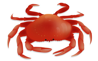 Red crab with shadow and glare on white background. Vector Illustration