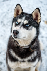 portrait of Siberian Husky