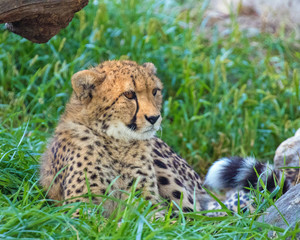Wild Animals in Nature