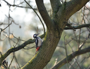 Great Spotted Woodpecker (Dendrocopos Major) somwhere in Poland