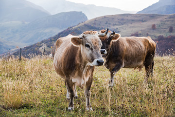 Fototapeta na wymiar Cows pasture outdoor in mountains in Bosnia
