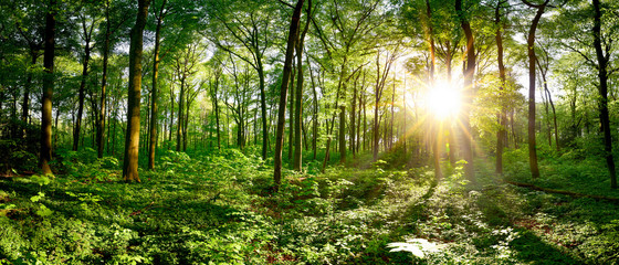 Fototapeta na wymiar Beautiful forest panorama in spring with bright sun shining through the trees