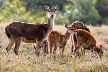 Deer and fawns in the wild
