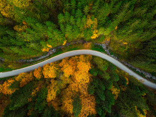 Autumnal forest, top down drone view