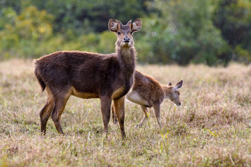 Deer and fawn in the wild