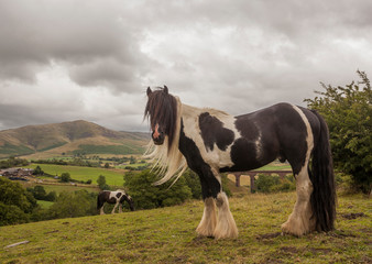 horses in the field