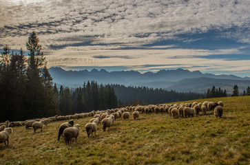 Fototapeta premium Owce w Tatrach